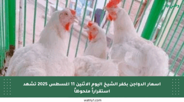 أسعار الدواجن بكفر الشيخ اليوم الإثنين 11 أغسطس 2025 تشهد استقراراً ملحوظاً